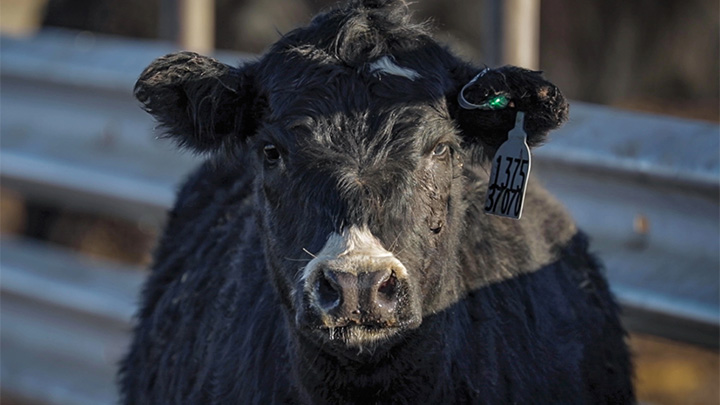 electronic ear tag